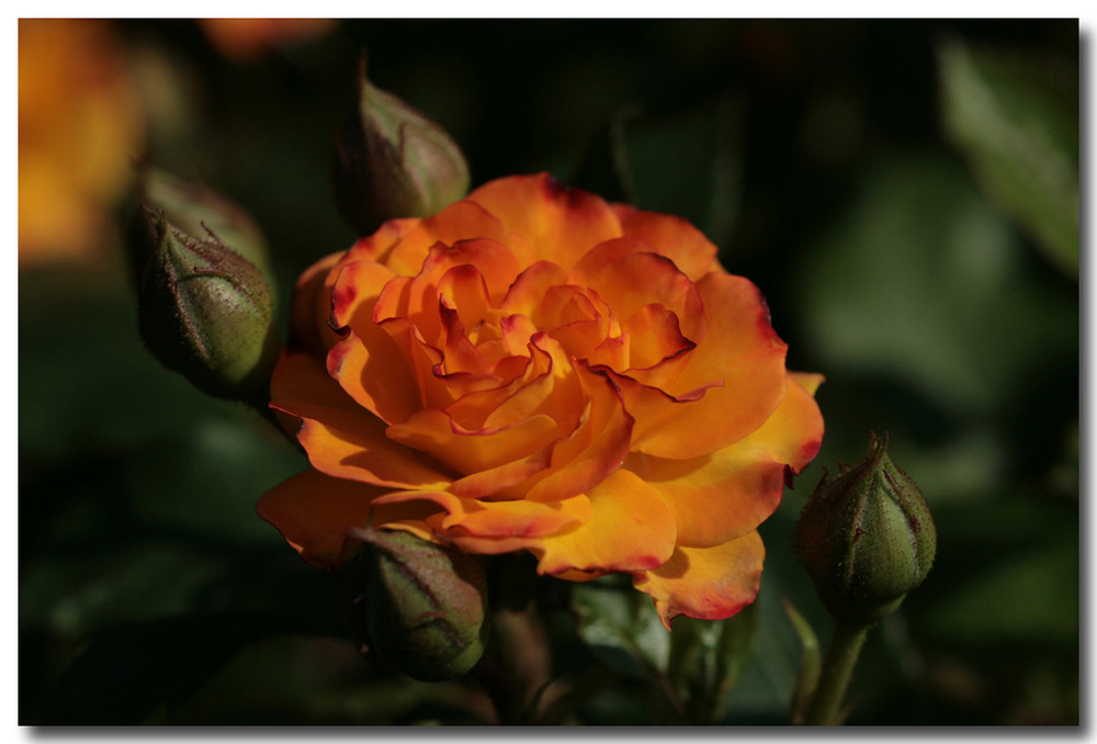 Die Rose - Königin der Blumen