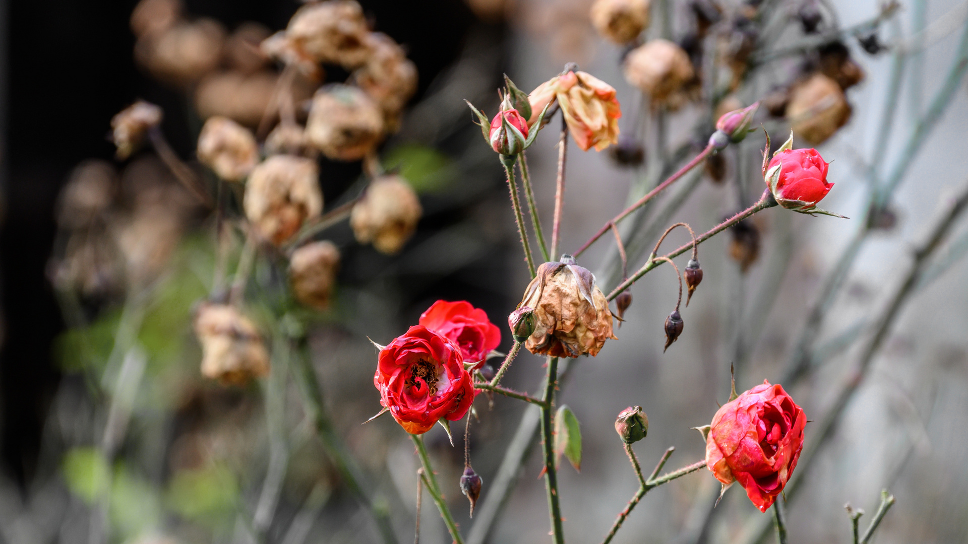 Die Rose La rose Foto & Bild spezial, mittwochsblümchen, projekte