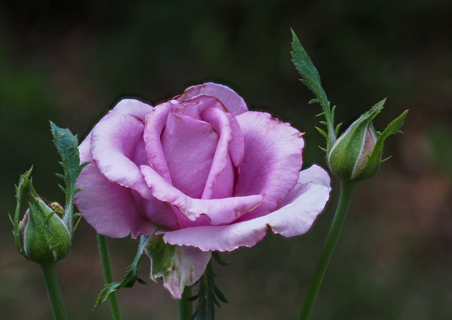 Die Rose "Mamy Blue"