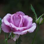 Die Rose "Mamy Blue"