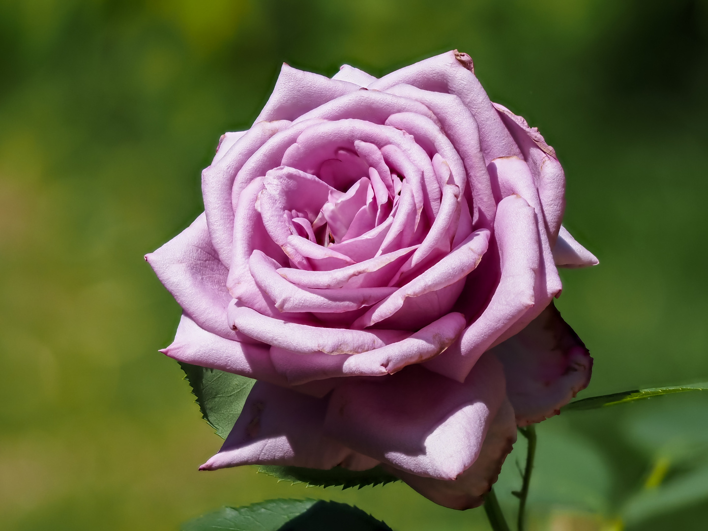Die Rose "Mamy Blue" in voller Blüte