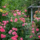 Die Rose-Mein schöner Garten-