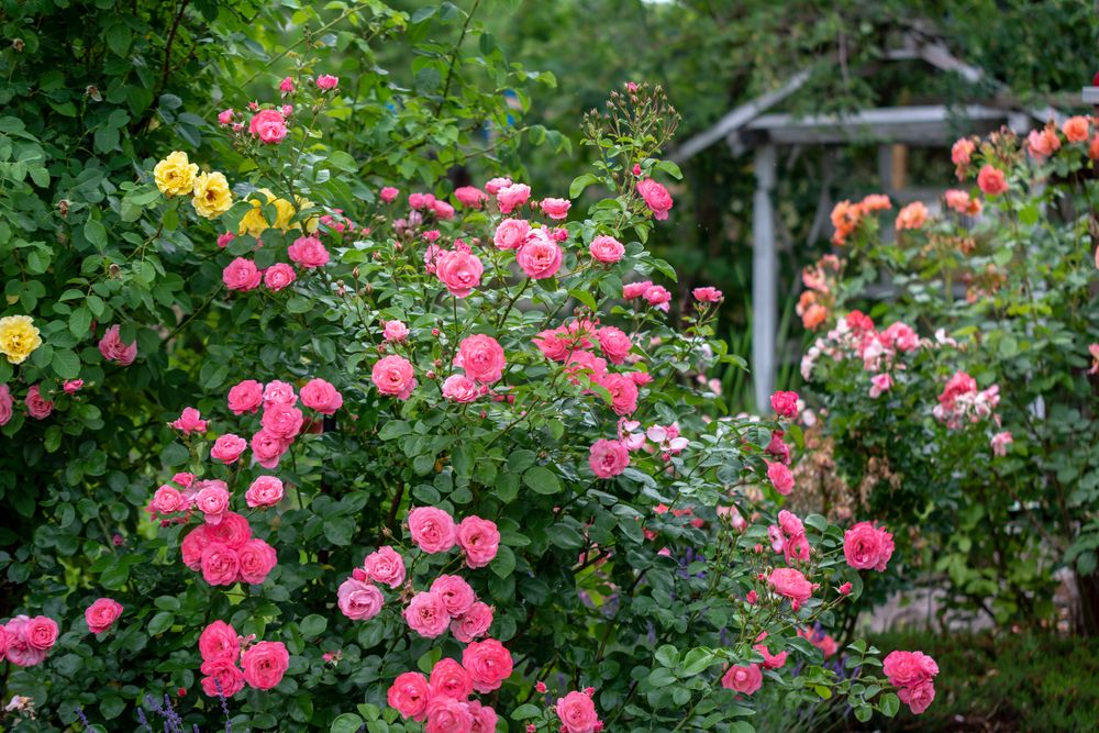 Die Rose Mein Schoner Garten Foto Bild Pflanzen Pilze