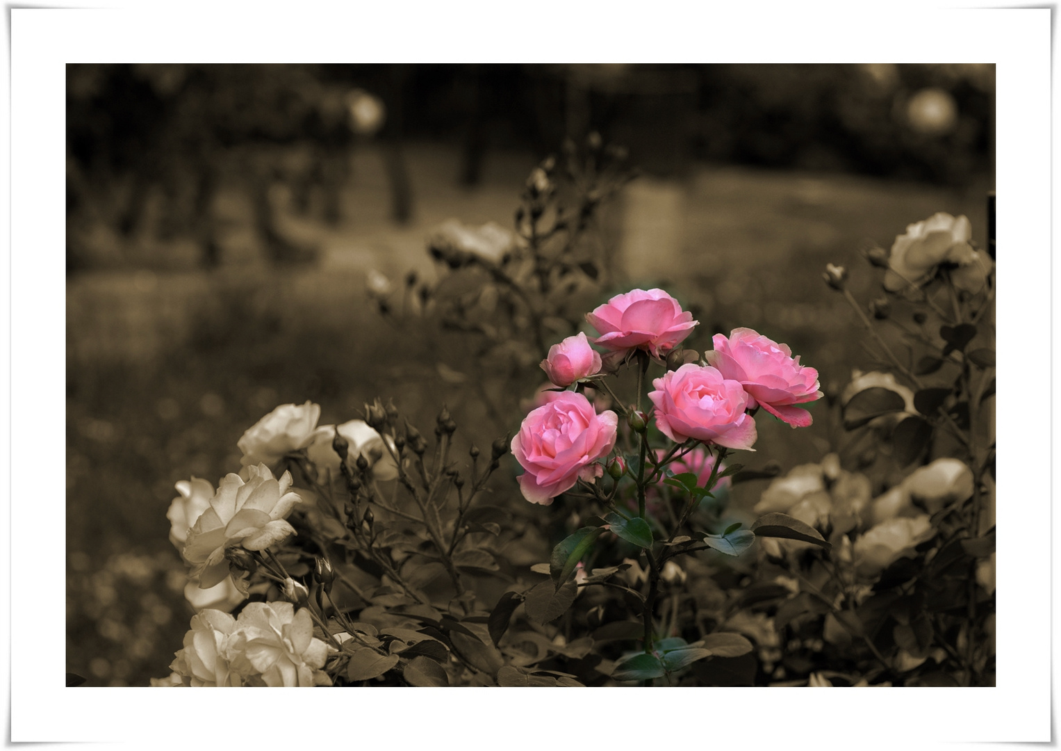 Die Rose : Mein schöner Garten