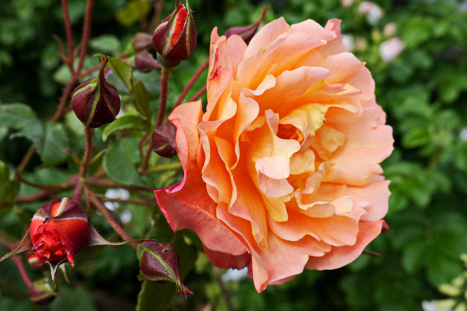 ... die Rose mit Namen 'Westerland'