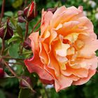 ... die Rose mit Namen 'Westerland'