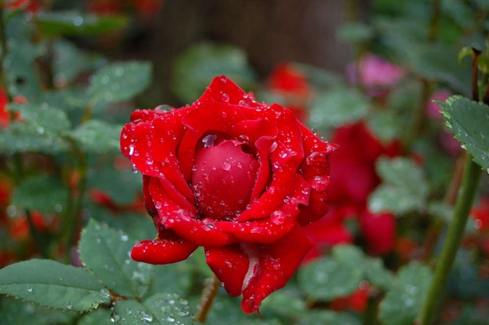 Die Rose nach dem Regen