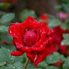 Die Rose nach dem Regen