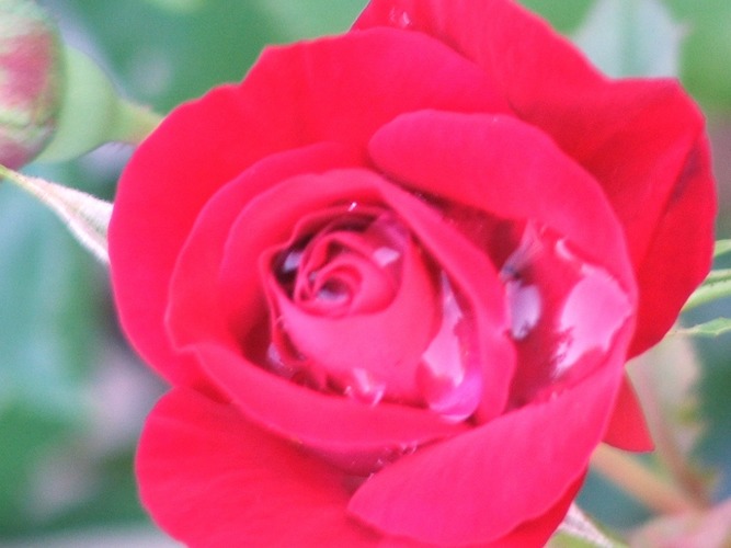 Die Rose nach Regenschauer