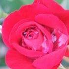 Die Rose nach Regenschauer