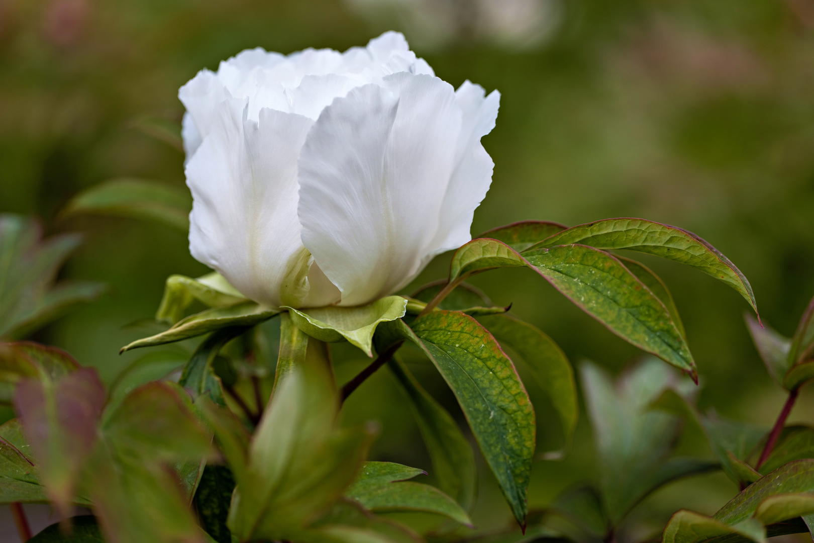 Die Rose, ohne Dornen