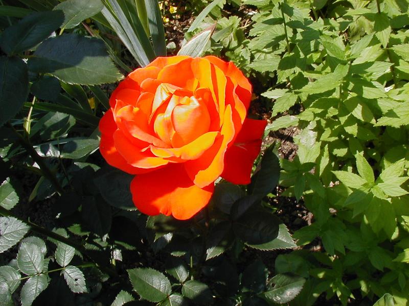 Die Rose "PETER ALEXANDER"