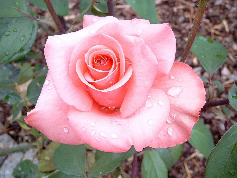 Die Rose "Rosa"