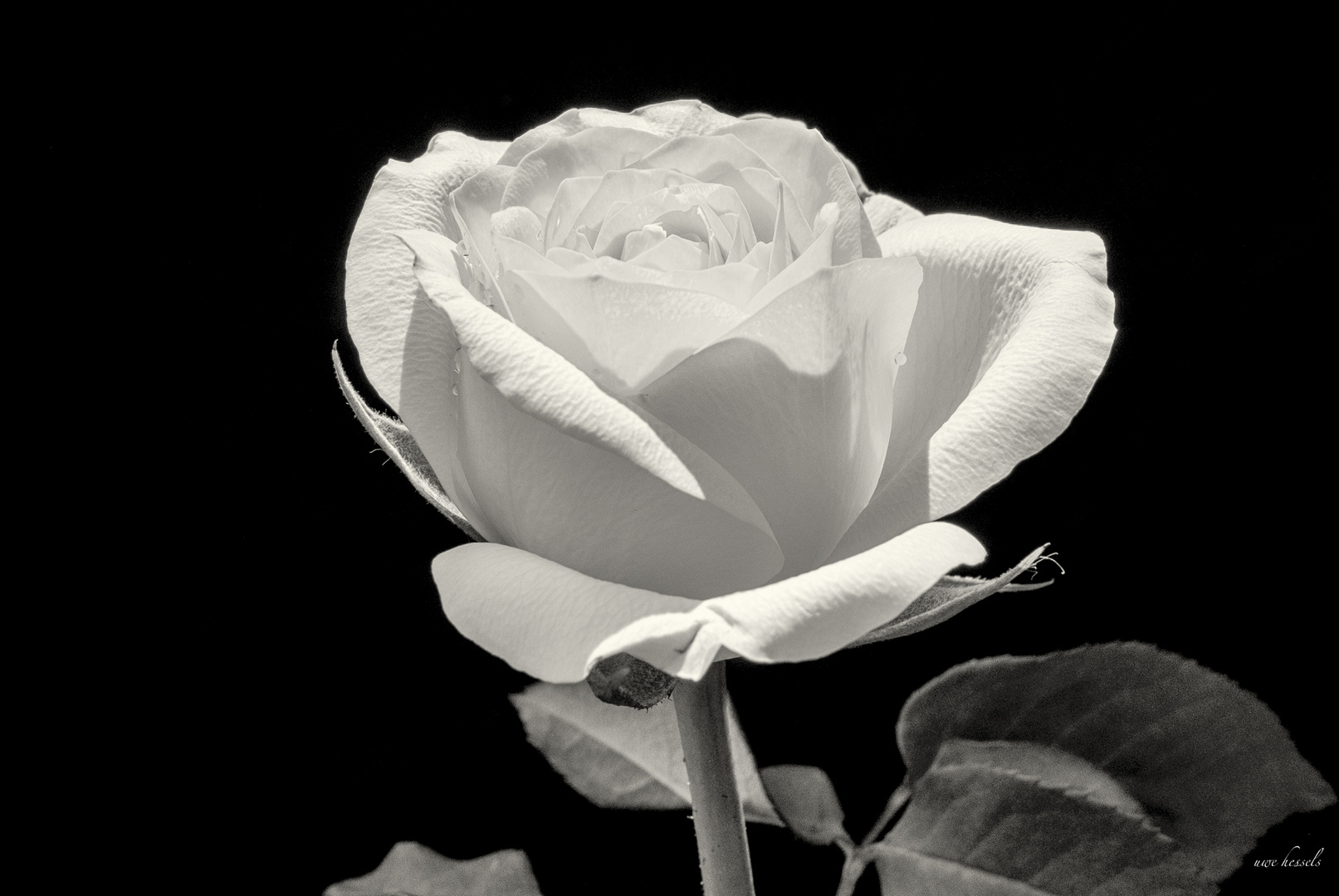 Die Rose Schwarz Weiss Foto &amp; Bild pflanzen, pilze &amp; flechten, blüten
