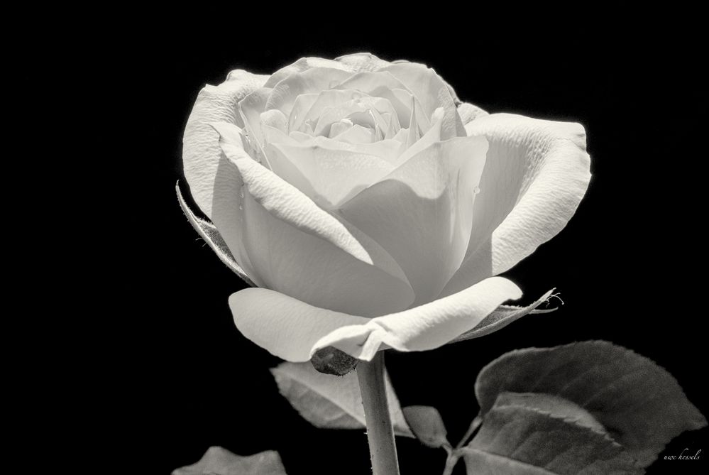 Die Rose Schwarz Weiss Foto & Bild pflanzen, pilze & flechten, blüten