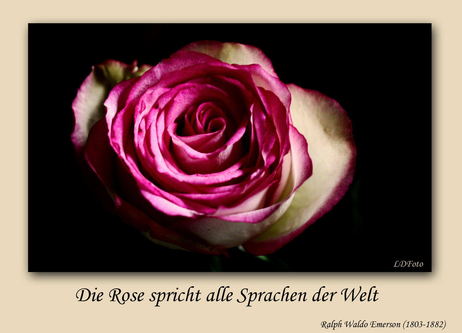 Die Rose spricht....