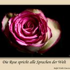 Die Rose spricht....