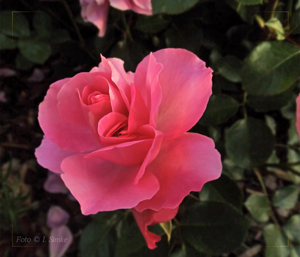 . Die Rose ... spricht die Sprache des Herzens .