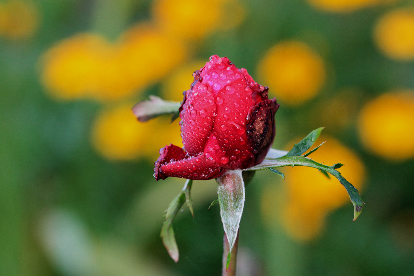 Die Rose Susi im Herbst...