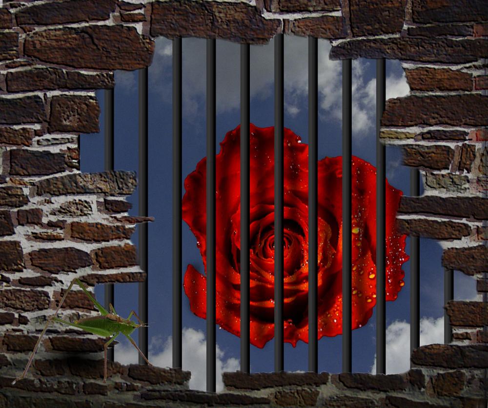 Die Rose -Symbol der Liebe hinter Gittern