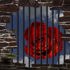 Die Rose -Symbol der Liebe hinter Gittern