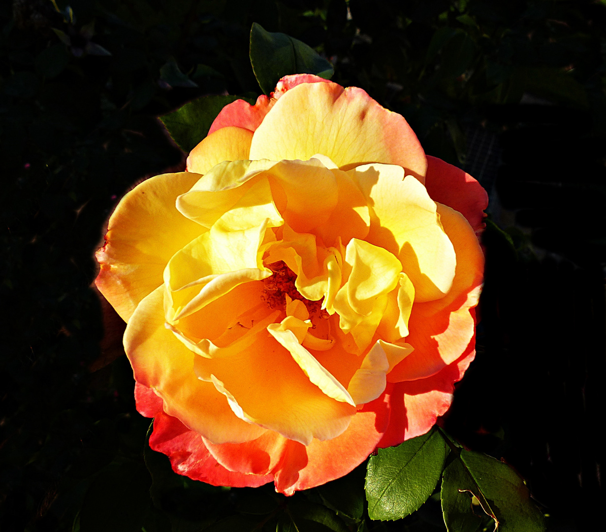 Die Rose symbolisiert die Liebe und die Romantik.