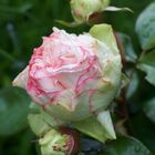 Die Rose - the rose