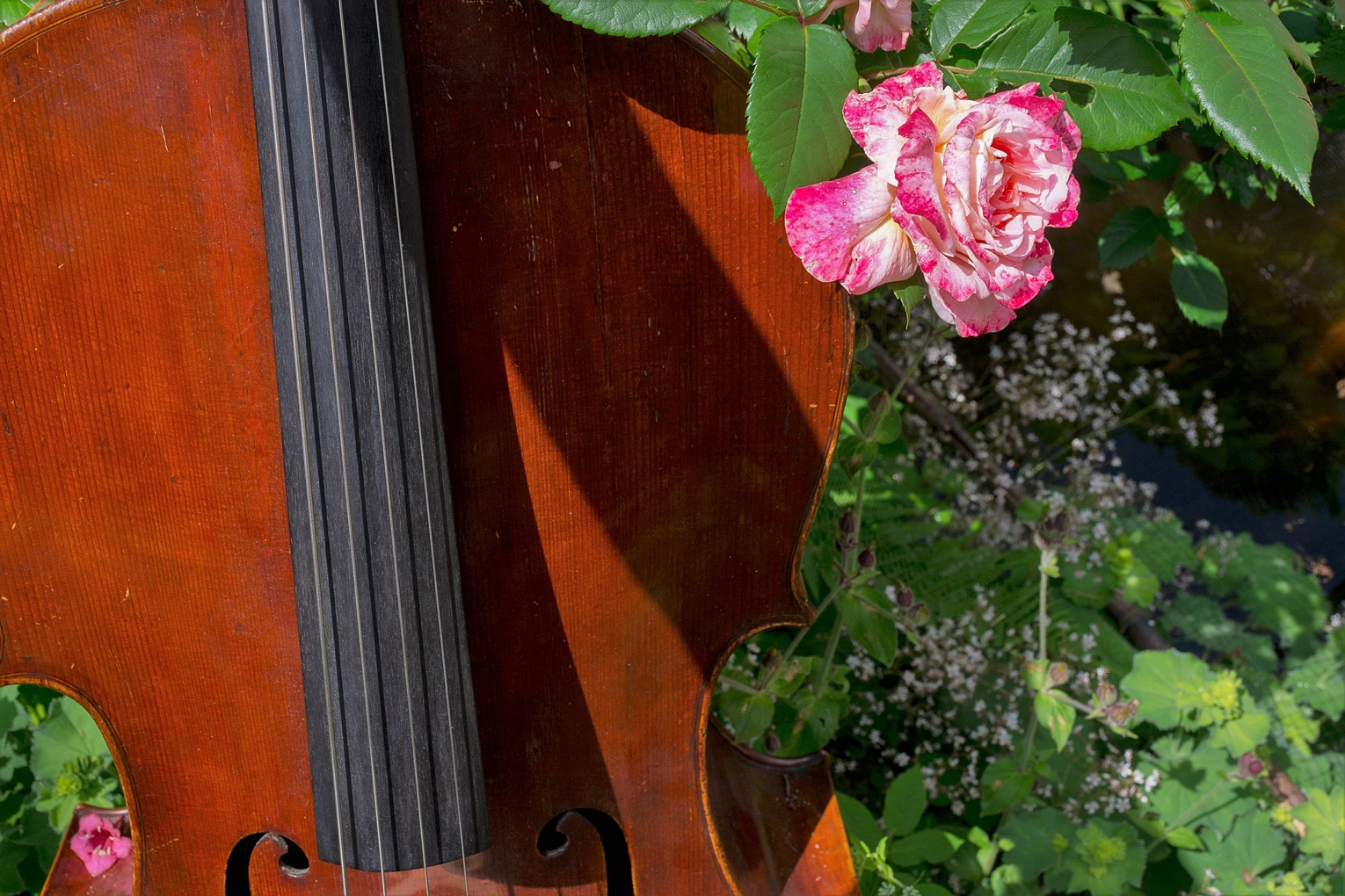 Die Rose und das Cello