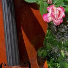 Die Rose und das Cello