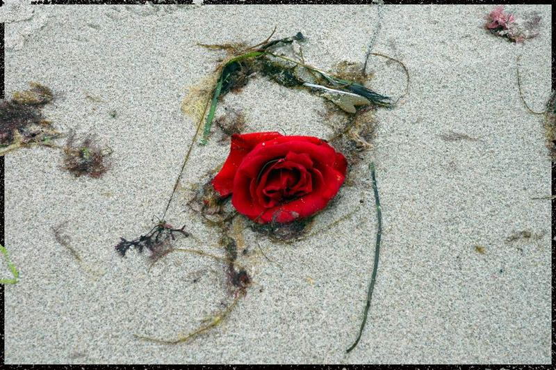 Die Rose und das Meer