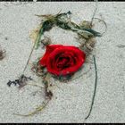 Die Rose und das Meer