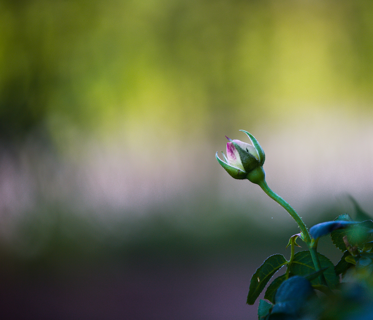 Die Rose und der Herbst