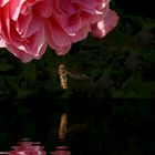 Die Rose und die Fliege