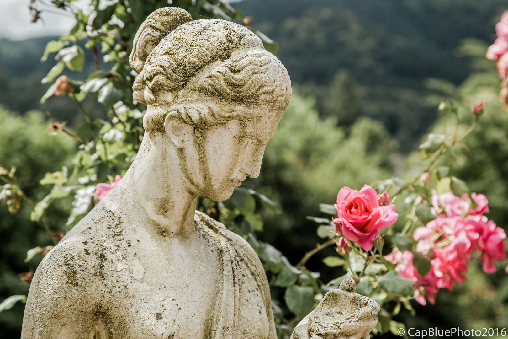 Die Rose und die Grazie im Rosengarten Beutig