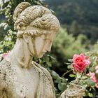 Die Rose und die Grazie im Rosengarten Beutig