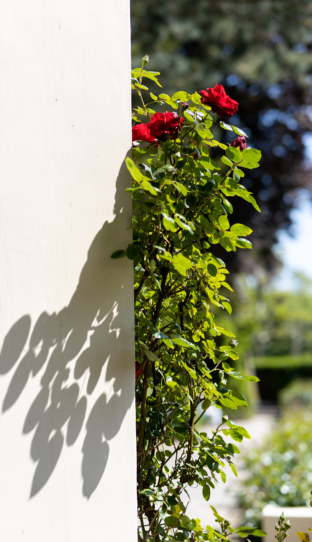 Die Rose und ihr Schatten