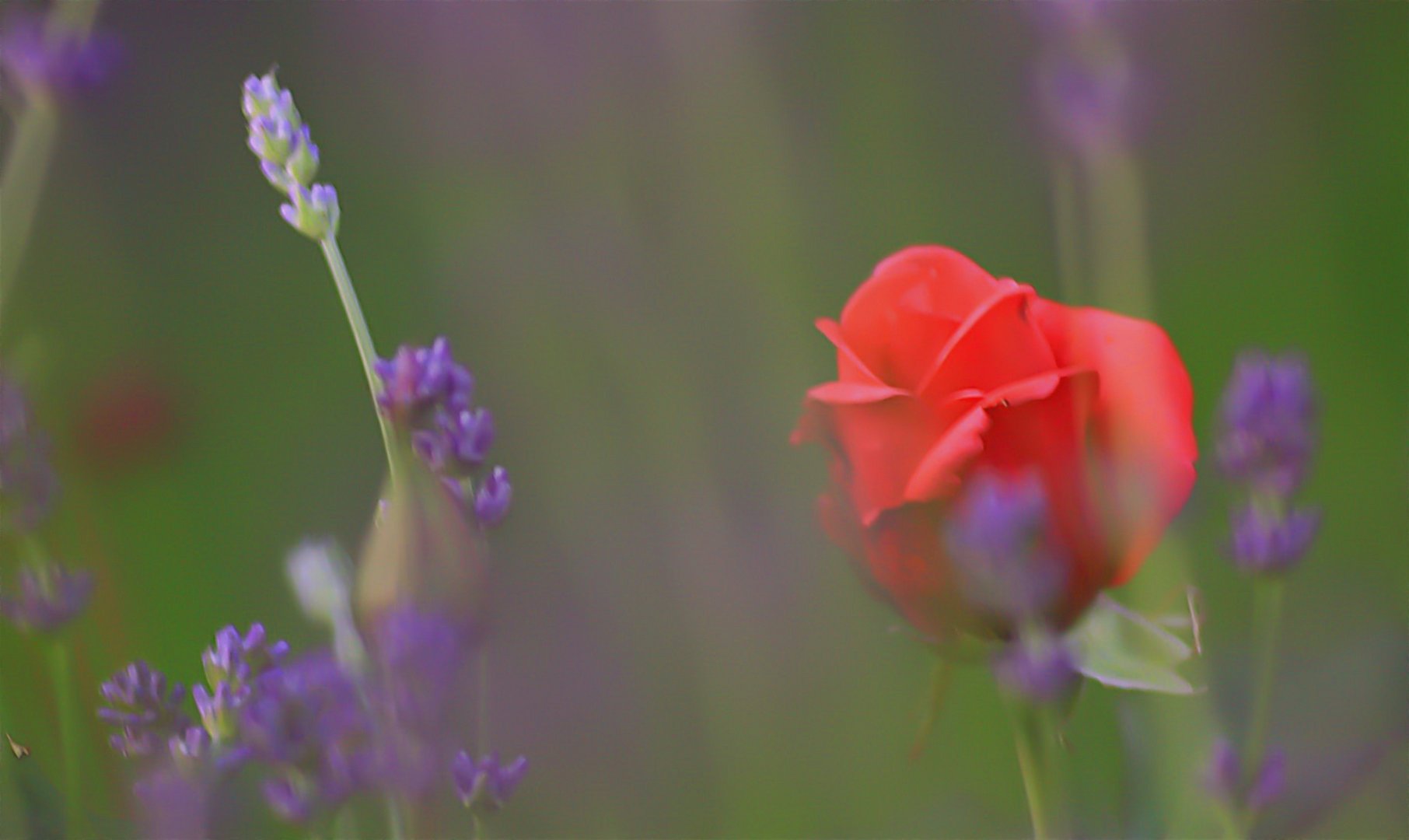 Die Rose unter dem Lavendel