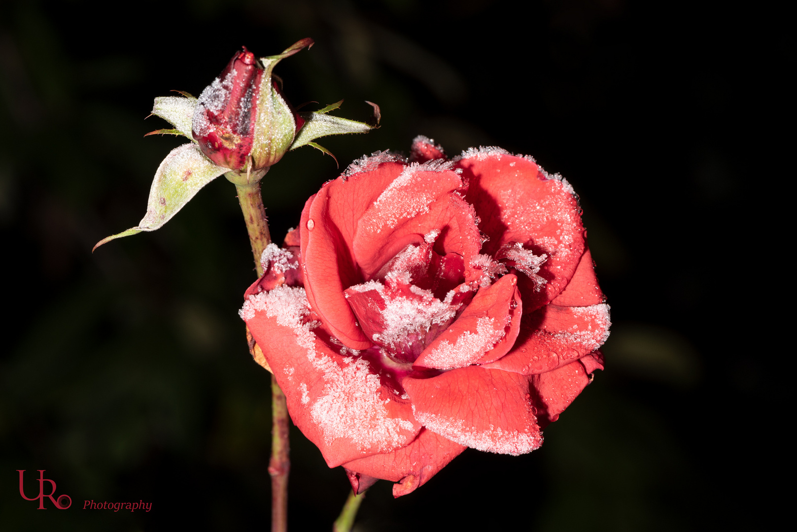 die Rose verliert auch durch Raureif nicht ihre Schönheit