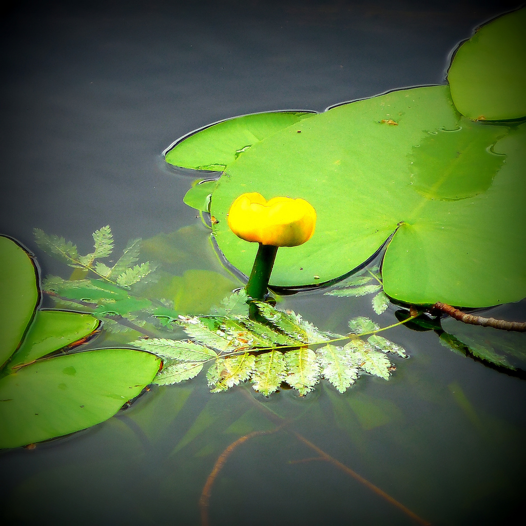 Die Rose vom Arbersee