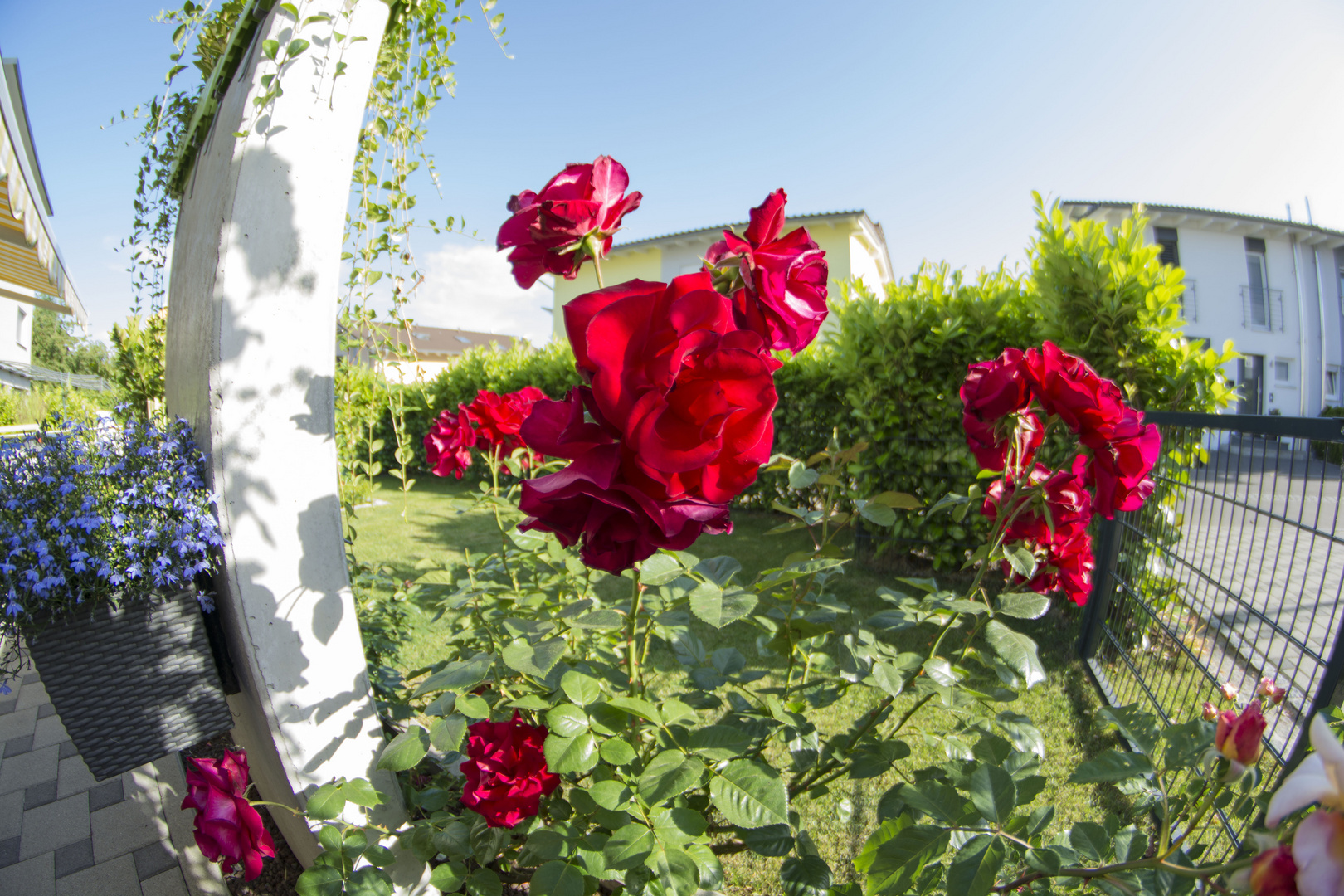 Die Rose vom Felsenbirnenweg!