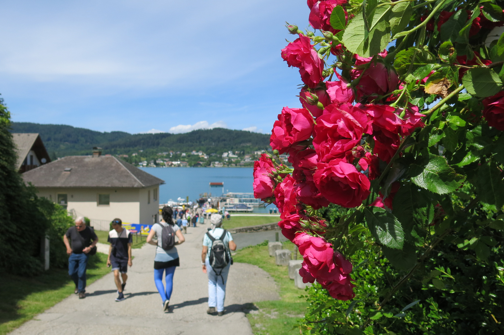 Die Rose vom Wörthersee