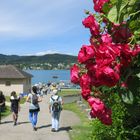 Die Rose vom Wörthersee