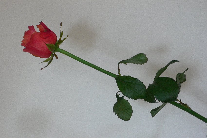 ...die Rose vom Wörthersee...und zum Geburtstag von meinem Daddy...