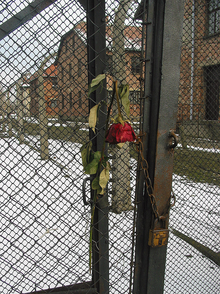 die Rose von Auschwitz