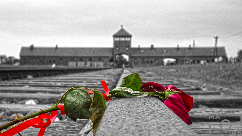 Die Rose von Birkenau