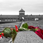 Die Rose von Birkenau