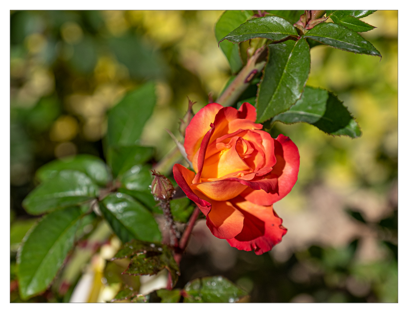 Die Rose von Isfahan