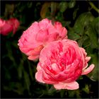 Die Rose von Pappritz