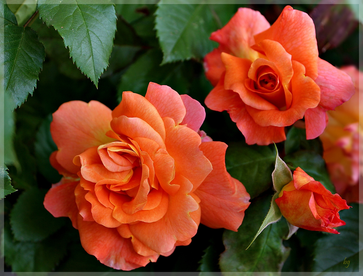 die Rose " Westerland"