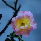 Die Rose Westerland im Herbst